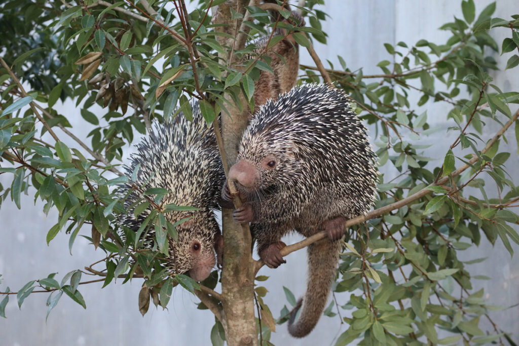 霞ケ浦 どうぶつとみんなのいえ 茨城県 霞ケ浦ふれあいランド(旧水の科学館)が2024年7月31日に霞ヶ浦どうぶつとみんなのいえとして