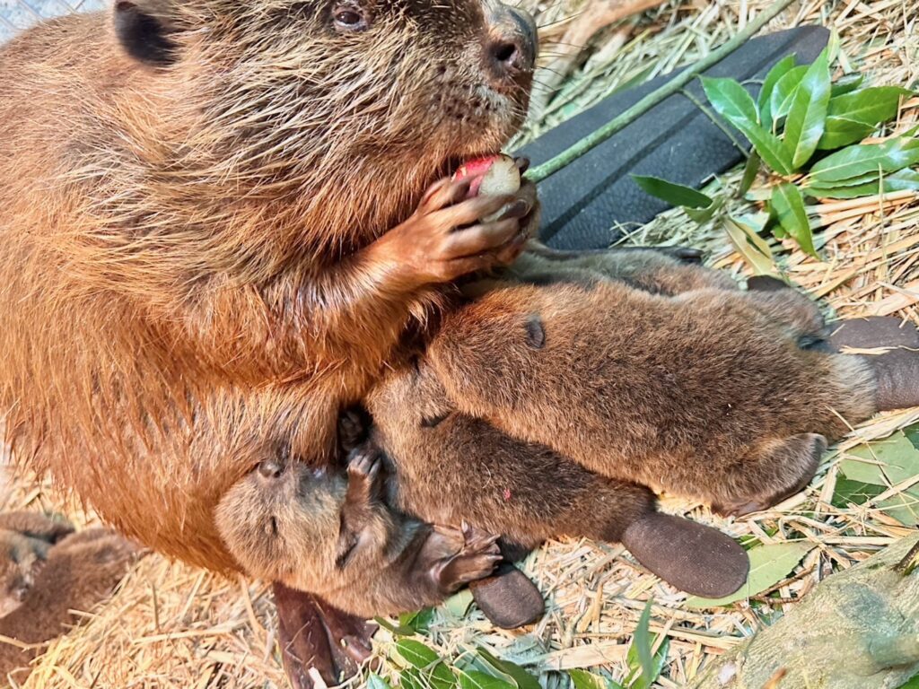 アメリカビーバーの赤ちゃんSNSにて公開開始！ – 霞ケ浦 どうぶつと