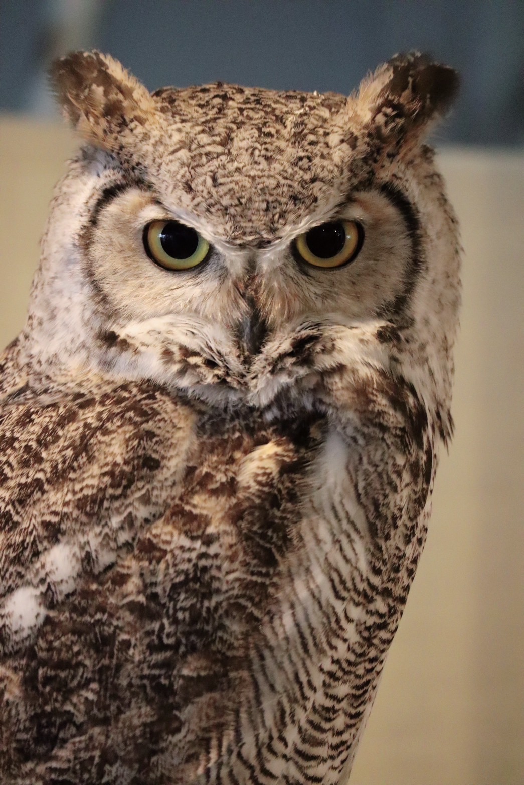 40s　スウィートハートジュエリー　木菟　ミミズク　フクロウ　梟　ww2　古着に 楽天市場】木に留まるミミズク《木菟（26.5cm）》〔 WOOBIA ウービア