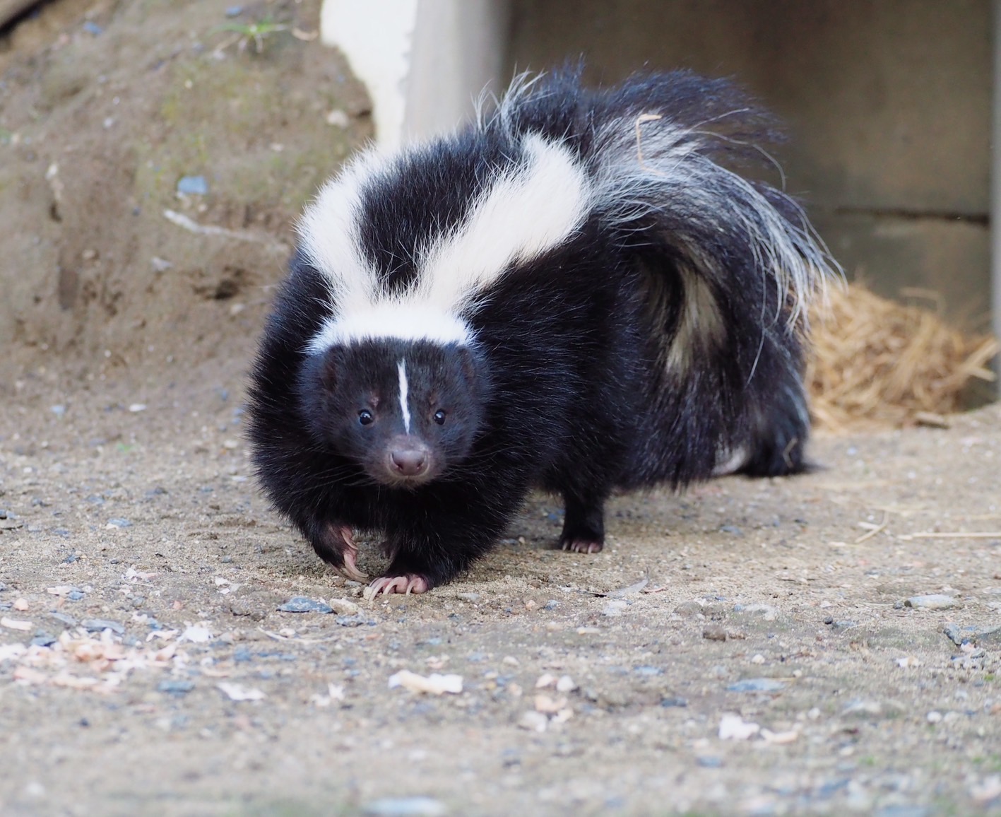 シマスカンクの毛皮 1点もの スカンクの毛皮 - Etsy 日本