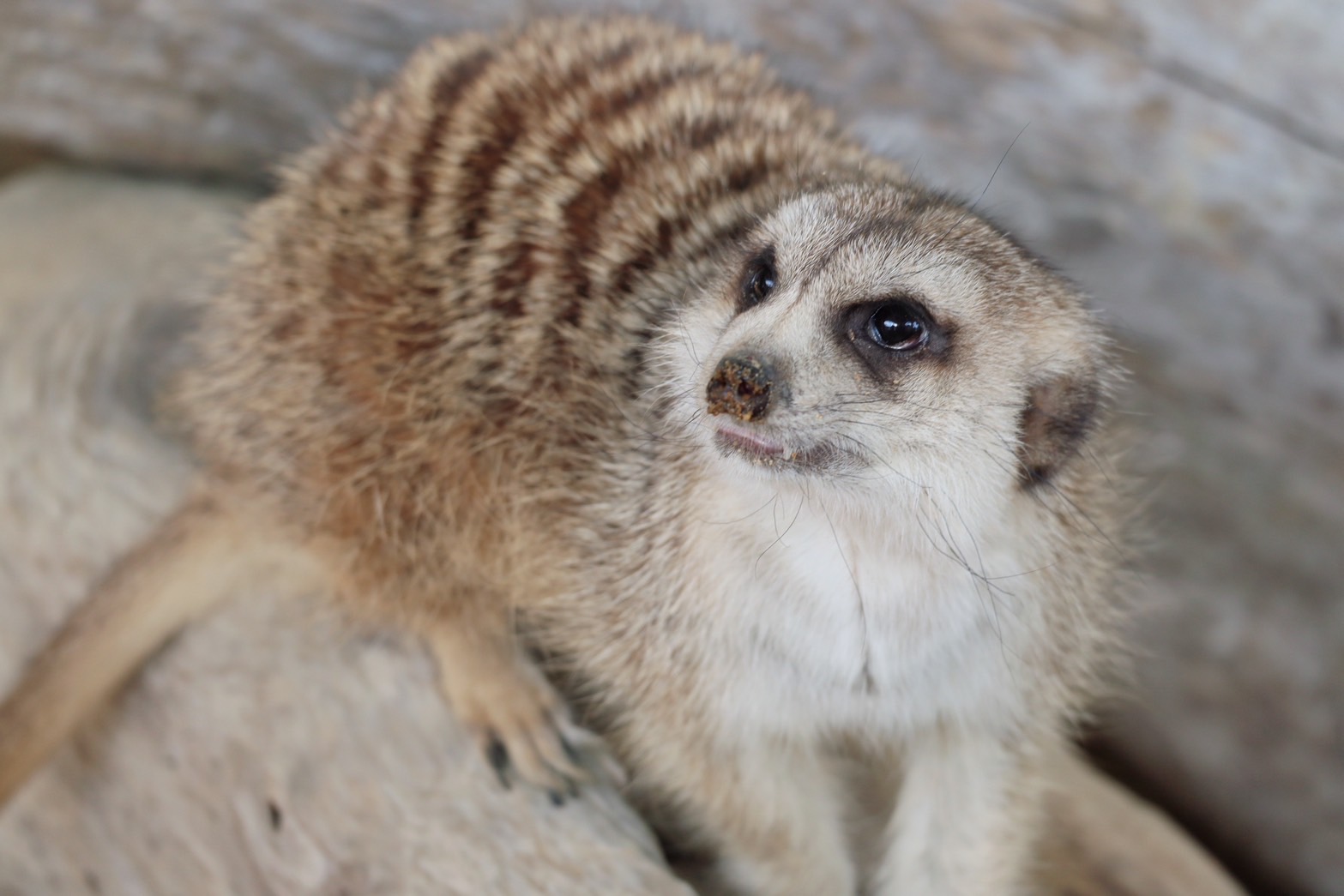 ミーアキャット – 霞ケ浦 どうぶつとみんなのいえ