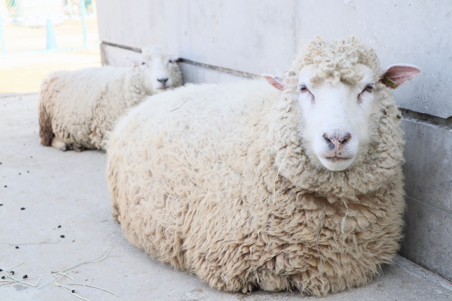 ヒツジ – 霞ケ浦 どうぶつとみんなのいえ